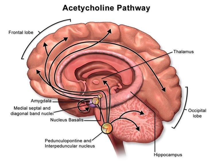 Image shows the acetylcholine pathway in the brain.