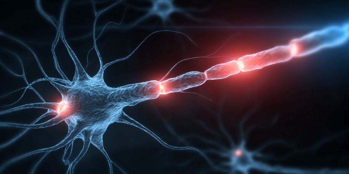This shows a neuron.