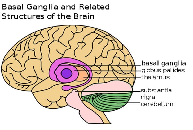 Illustration shows location of the basal ganglia in the brain.