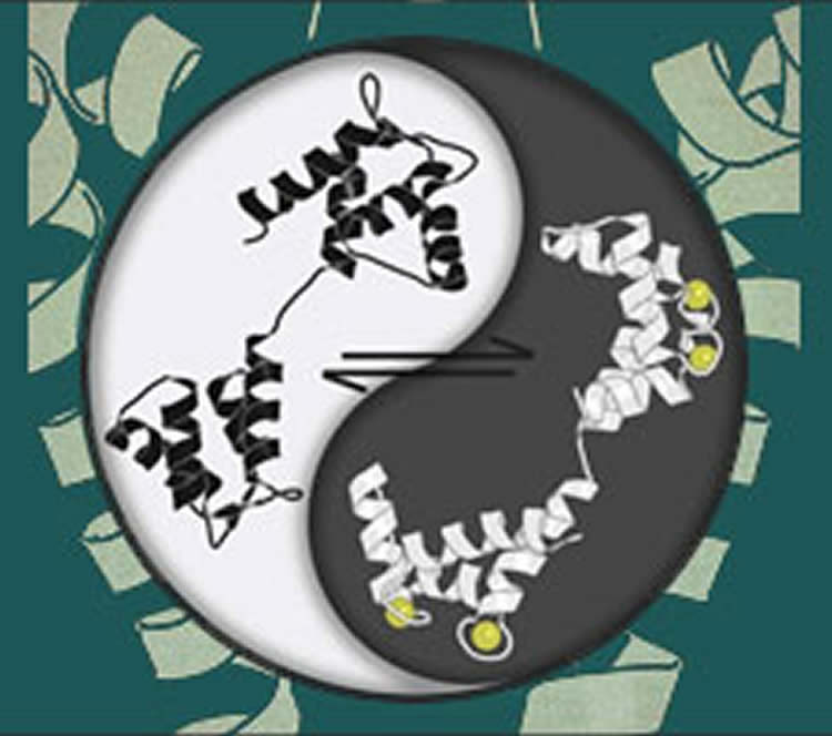 This image shows a yin yang sign with molecules in it.