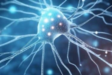 This shows a neuron.