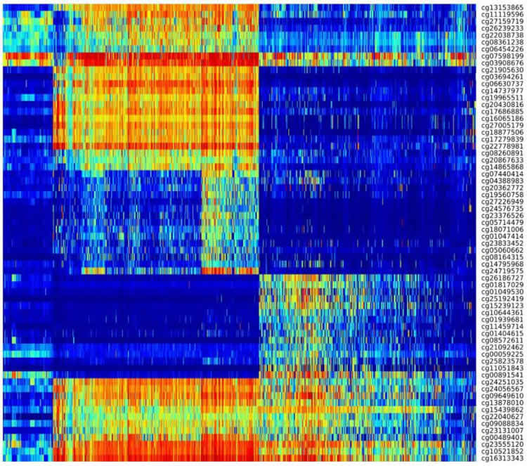 Image shows a DNA methylation heat map.