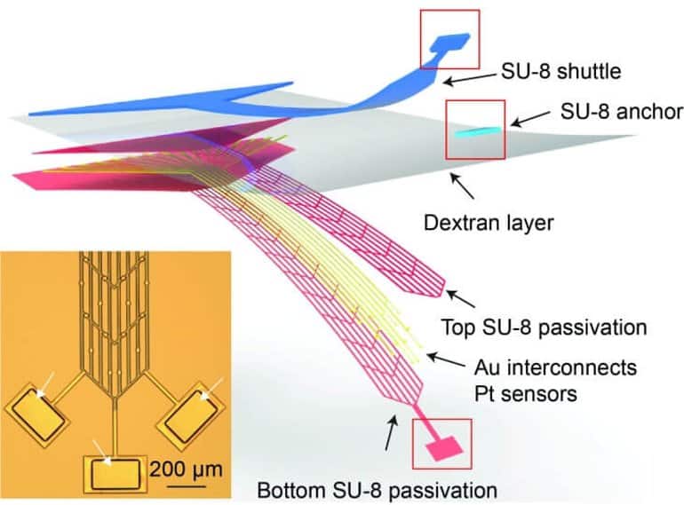 This shows a diagram from the study