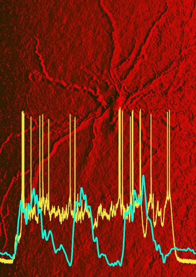 Entorhinal cortical neurons and traces are shown and described in the caption.
