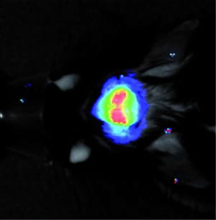 Image shows the light can be measured through the skull.