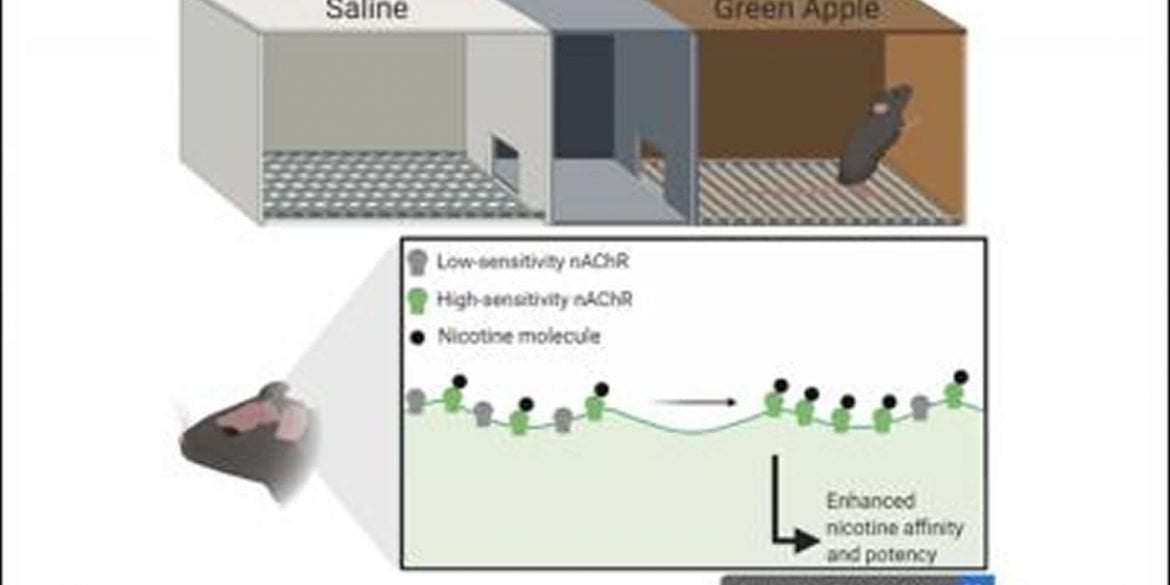 This is a diagram from the study