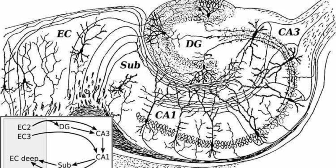 The image shows a drawing of a hippocampus.