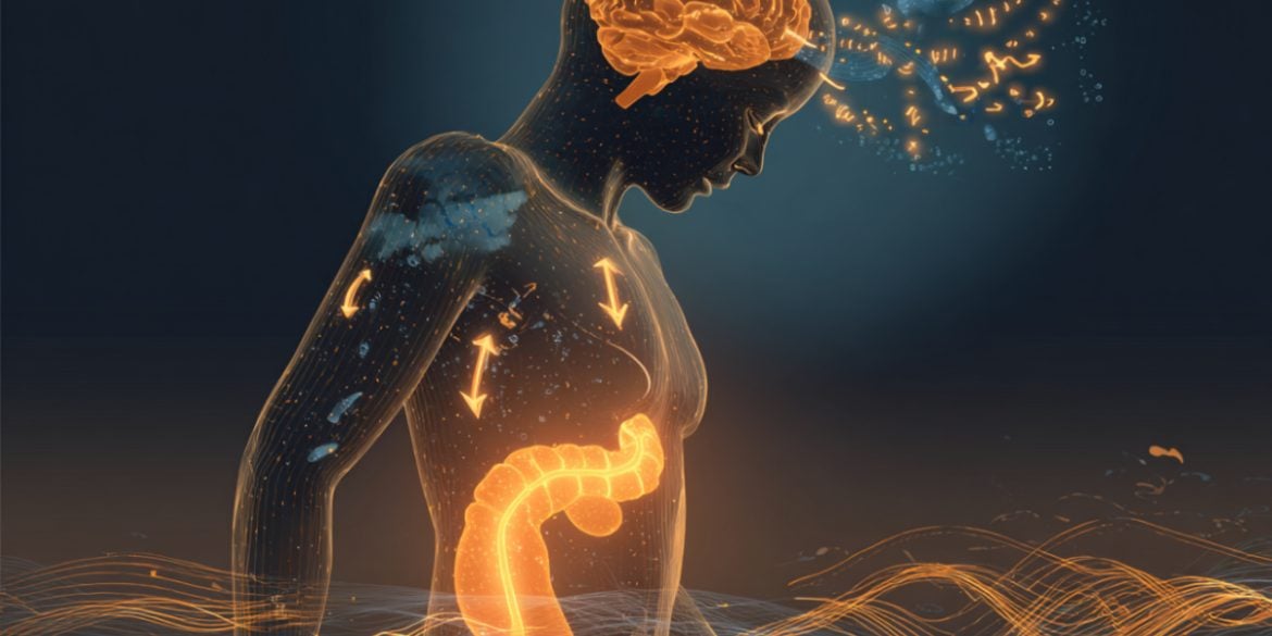 This shows the outline of a person with the brain and pancreas highlighted.