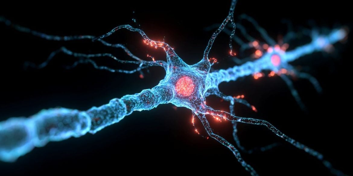 This shows a neuron.