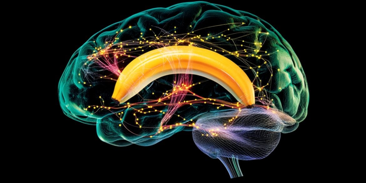 This shows a brain and banana.