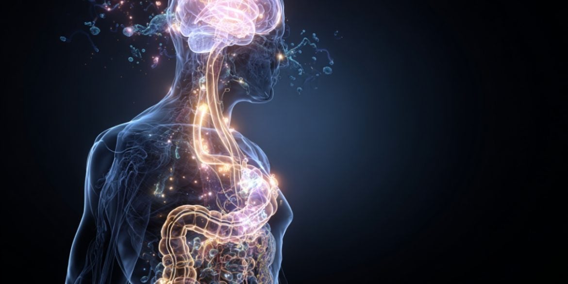 This shows a gut and brain.