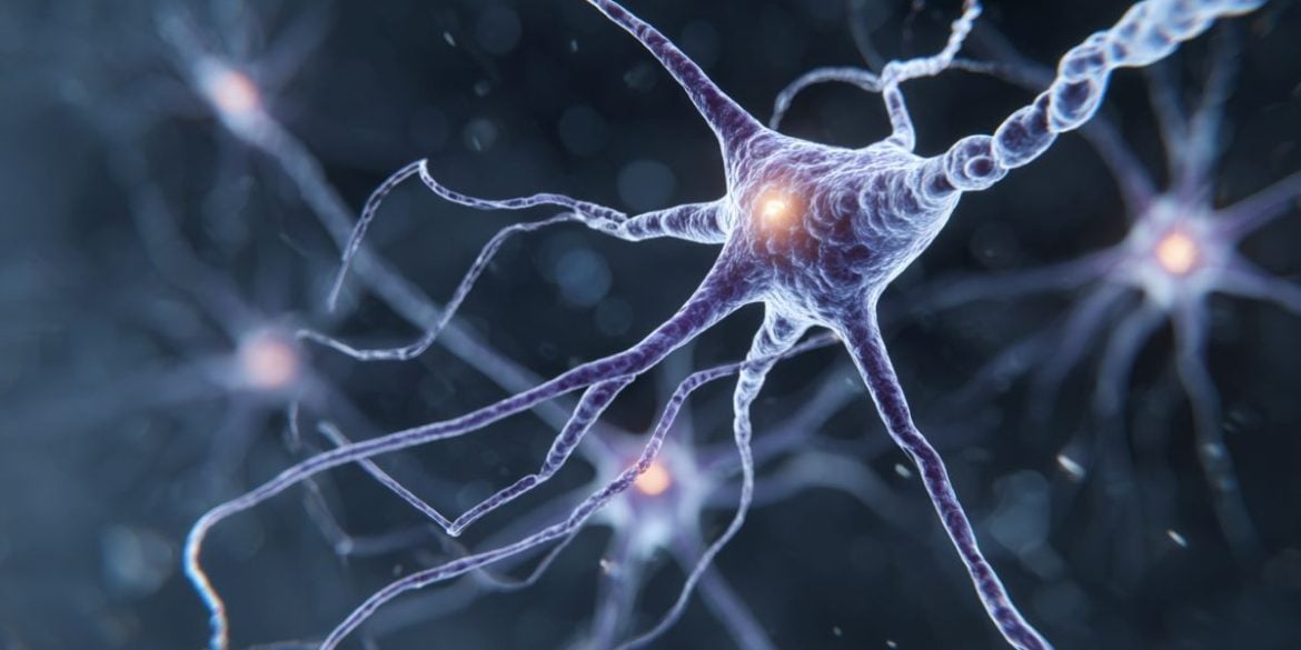 This shows a neuron.