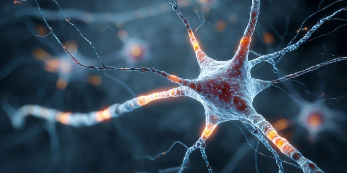 This shows a neuron.