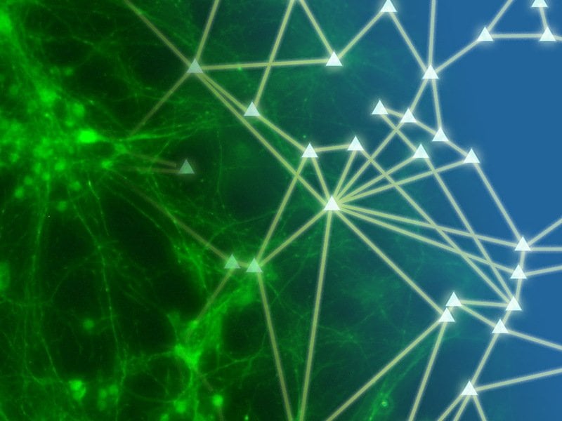 Neurons and a neural network are shown. Caption describes well.