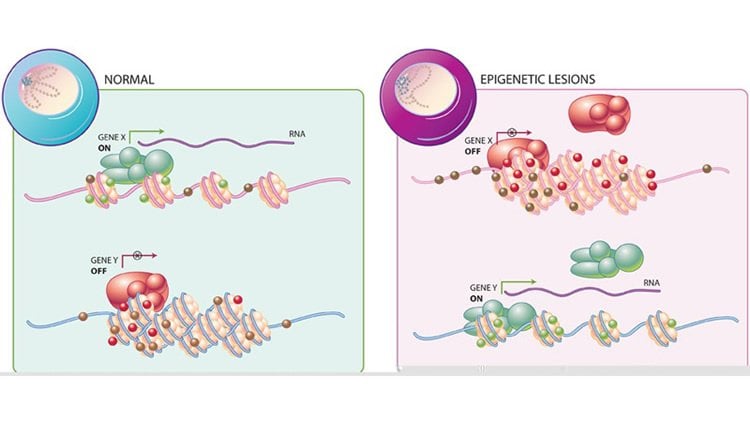 epigenetics illustration