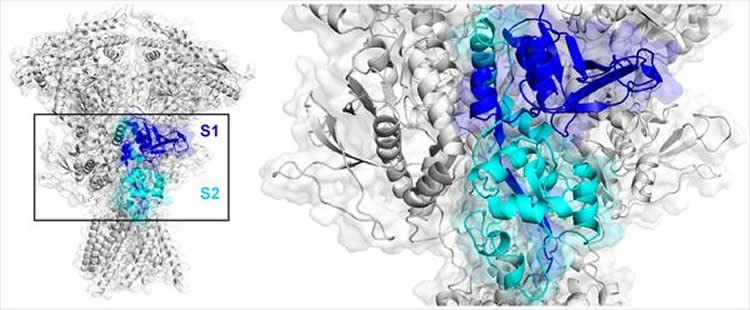 Image shows an agonist binding domain of NMDA receptors.