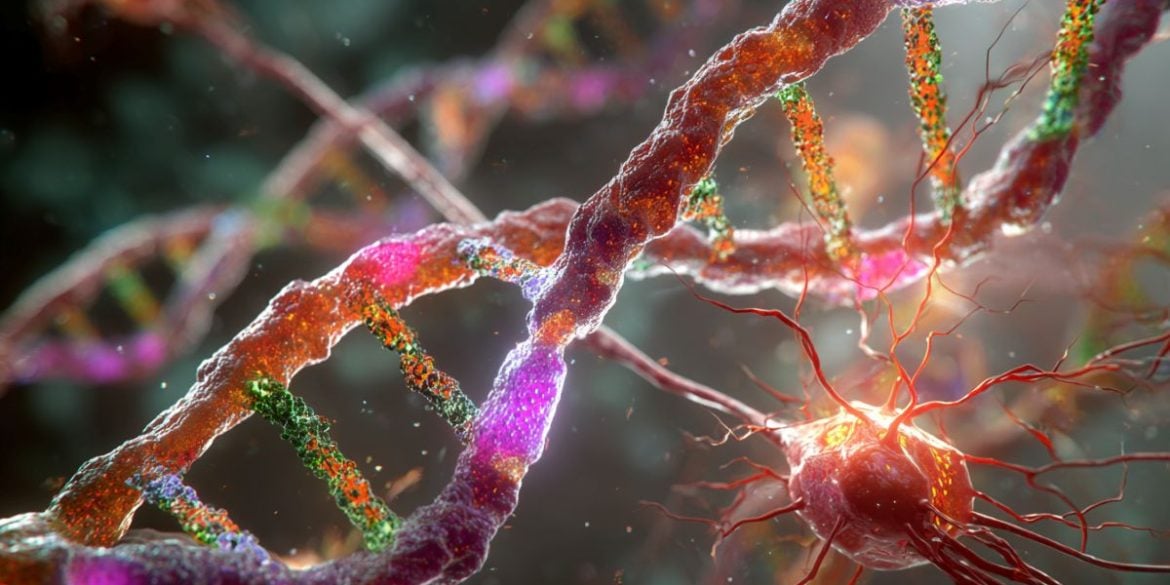 This shows DNA and glial cells.