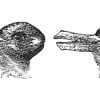 rabbit duck illusion