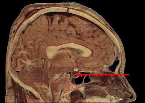 This image shows the location of the pituitary gland in the human brain.