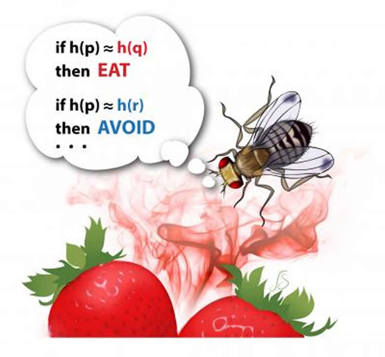 Image shows a fly on strawberries.