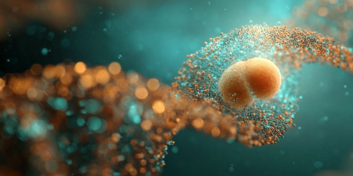 This shows DNA and a fetus.