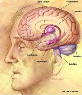 The image is a drawing of an old man with the brain exposed and specific areas targeted.