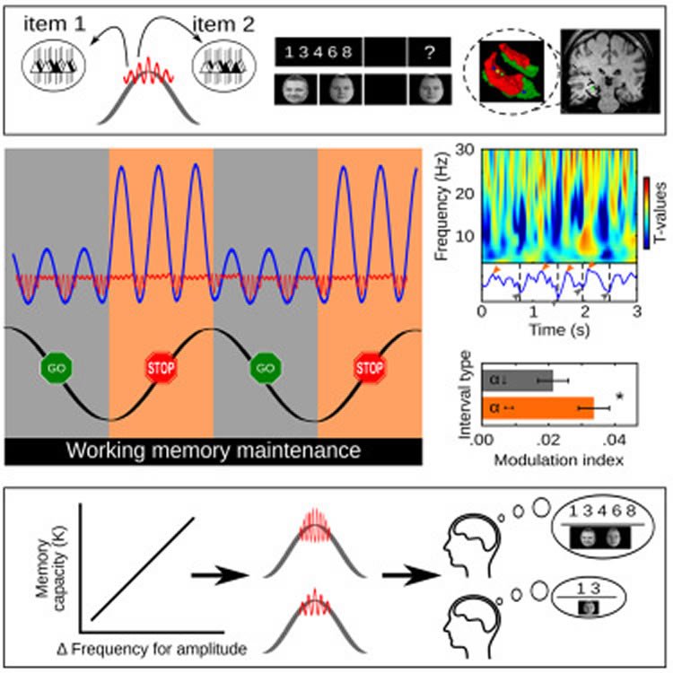 Image shows a DNA double helix.