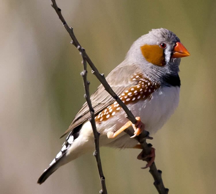 This shows a male zebra finch.