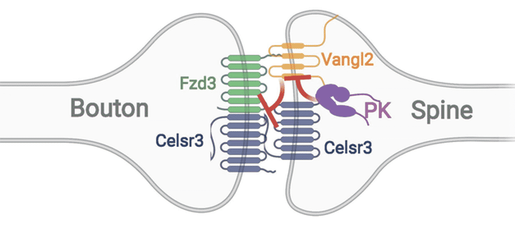This is a diagram of a synapse